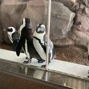 はなはなの画像
