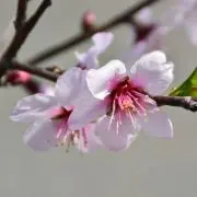 凛の画像