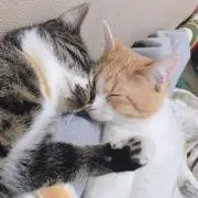 びーすけ