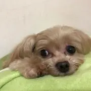 鬼平の画像