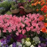 psa10サザンドラex、マシェードar、テツノワダチexの3枚セット psa10サザンドラex、マシェードar、テツノワダチexの3枚セット psa10