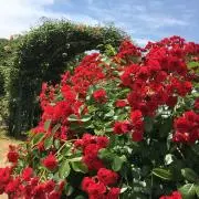 マドモの画像