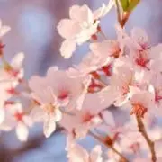 ぽにょの画像