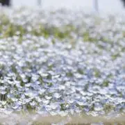シナモンロール