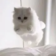ochibiの画像