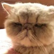 ゆきの画像