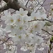 矢の画像