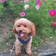 Nanaseeの画像