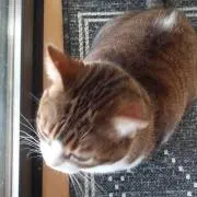 なな　6月8日より発送お休み予定の画像