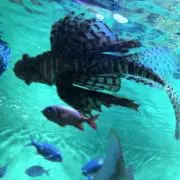 ゲンピの画像