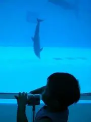タッカーの画像
