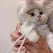 ゆるの画像