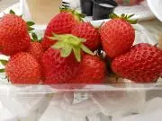 うずらの画像