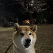 むーの画像