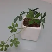 hryy-8の画像