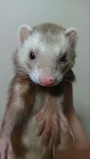 まだらひのえの画像