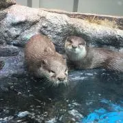 はちの画像