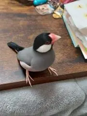 non1019の画像
