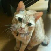 ☆のんたま☆の画像