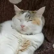 まゆの画像