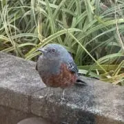 わをの画像