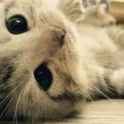 Niho113の画像
