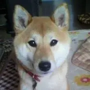 ももの画像