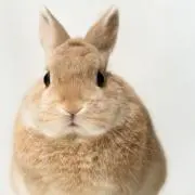 Usaの画像