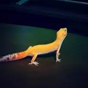 ヒロの画像