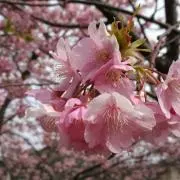 きのこ