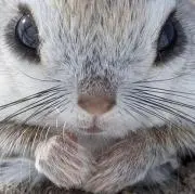 やあまた