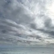 りんの画像