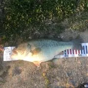 琵琶湖Now