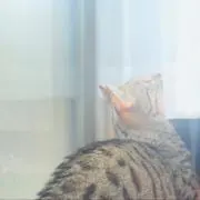 蘭の画像