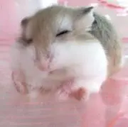 ♥の画像
