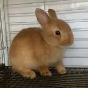 ポコ