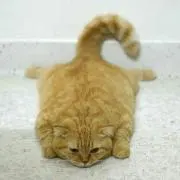 せいの画像