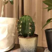 サボテンくん