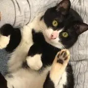 IRENの画像