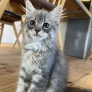 ちいの画像