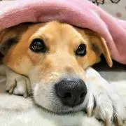 NMの画像