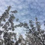 たらこママ