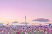 Ayaの画像