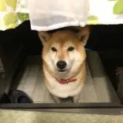 オズのシシ丸の画像