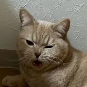 断捨離猫の画像