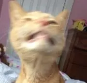 越後屋の画像