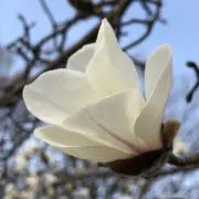 Higashiiの画像