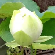 はちみつ