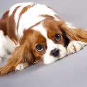 Sammyの画像