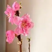 chitoの画像